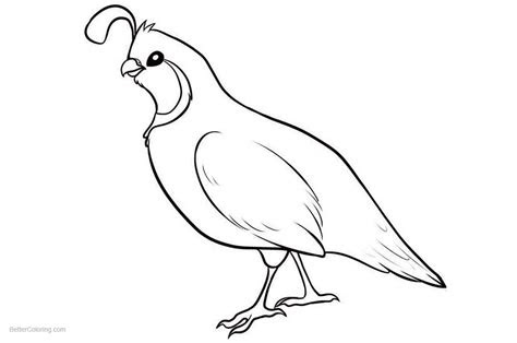  quail coloring pages simple drawing free printable coloring pages