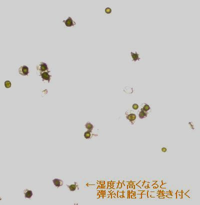 スギナの観察