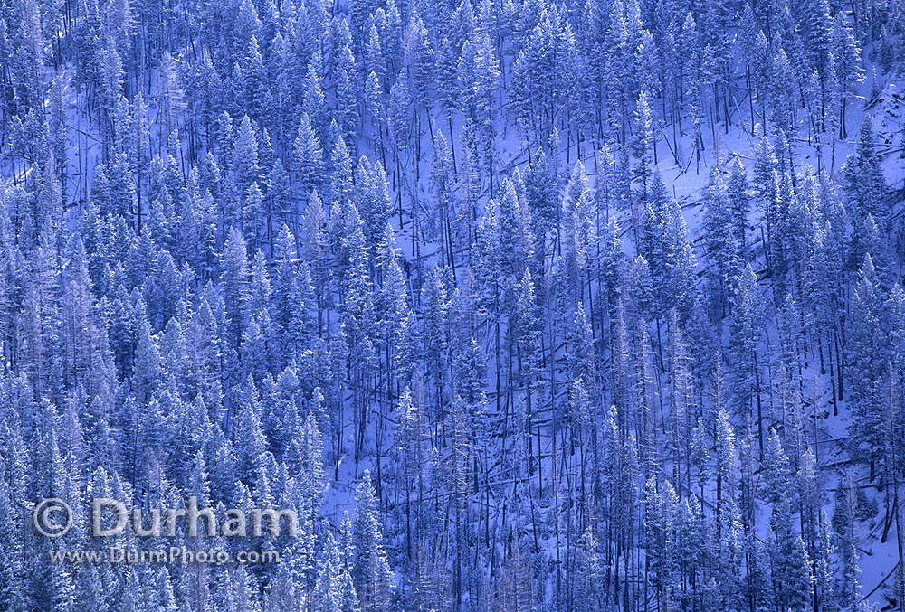 frozen forest