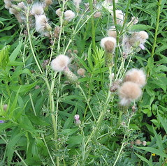 Fuzzy Thistle seed heads