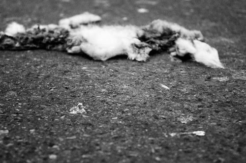 Roadkill Cafe