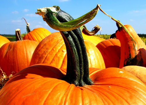 Mr. PumpKing
