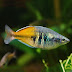 Bosmani Rainbow Fish : : My bosmani rainbows get along very well with my discus.