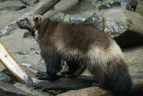 photo of animals