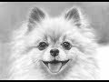 【ベストコレクション】 ポメラニアン イラスト 白黒 133175-ポメラニアン イラスト 白黒