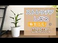 √70以上 観葉 植物 ストレリチア 319740-観葉植物 ストレリチア 風水
