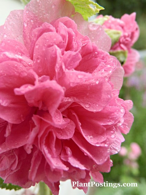alcea1