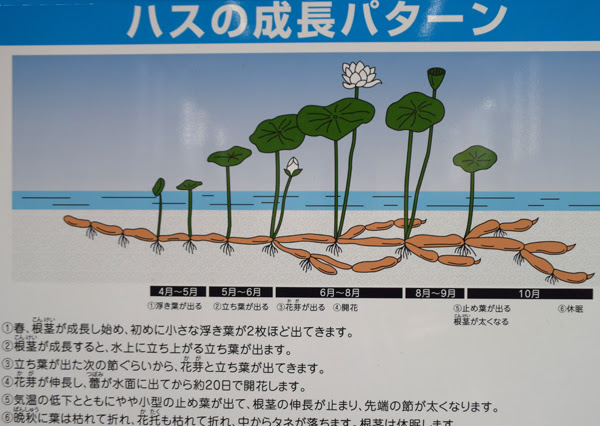 赤い花は野生化のサイン なぜか白ばかり咲く産地のハス 重箱の隅に置けない
