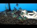スマトラ 熱帯魚 371582-スマトラ 熱帯魚