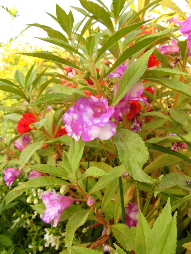 秋の花 5 鳳仙花やバジル 18 9月下旬 花と緑の広場 にて撮影 K U R A D A S H I