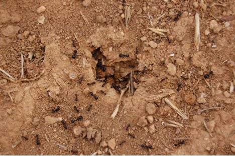 ants 1.png