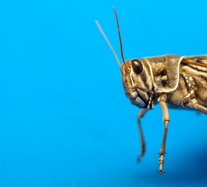 We’ll All Eat Grasshoppers—Once We Know How to Raise Them