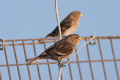 Twite (Carduelis flavirostris)