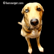Populer Chien Zizi Humour, Undangan Ulang Tahun