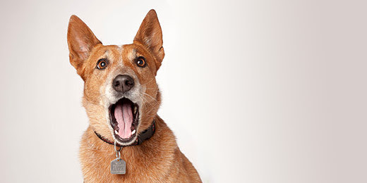 Report a barking dog | City of Vancouver