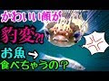 最高のコレクション 可愛�� 魚 135246-可愛い 魚 飼育