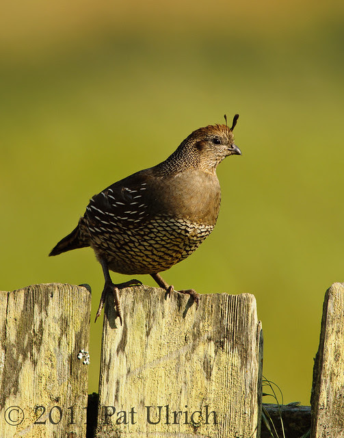 Female quail in Point Reyes - Pat Ulrich Wildlife Photography