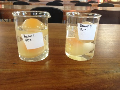 Egg Osmosis Experiment