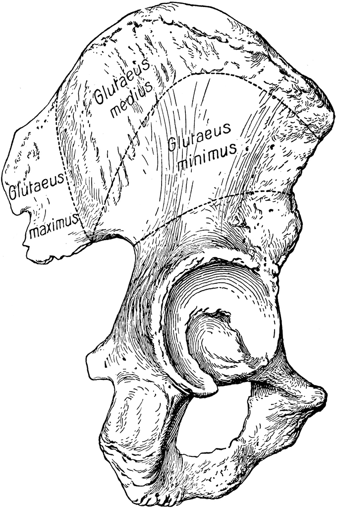 crest of the ilium at the crest of the ilium at the