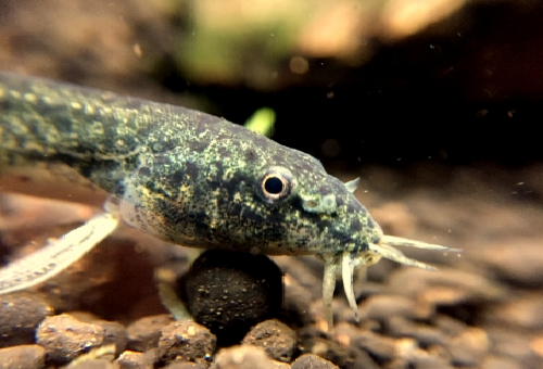 ドジョウがかかりやすい病気の種類や治療方法について 熱帯魚 淡水魚 海水魚の図鑑
