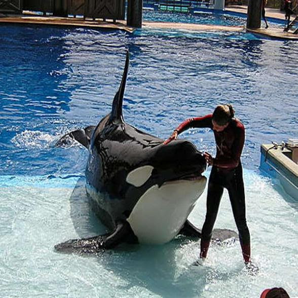 walt disney world orlando fl. View Walt Disney World