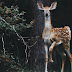 Do Deer Eat Parsley : Deer love to eat sunflowers especially leaves.