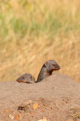 Mongoose2