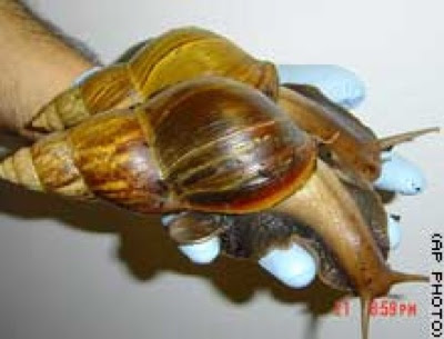 Giantafricansnail