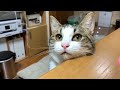 選択した画像 ネコ 甘える 458941-猫 甘えるようになった