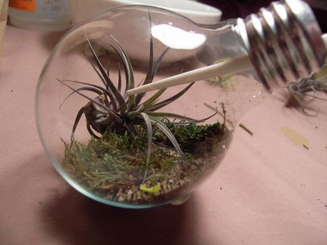 Light Bulb Terrarium (19 pics)