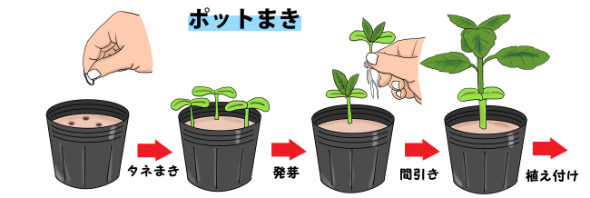 ヒマワリの育て方 ヤサシイエンゲイ