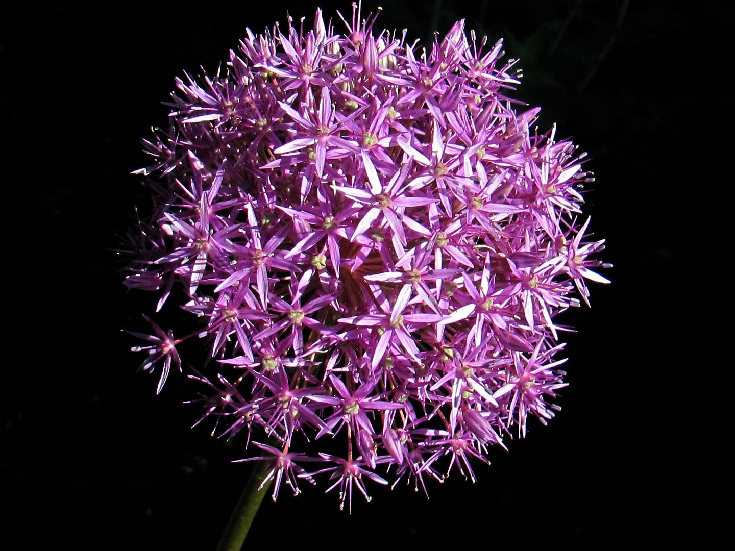 Allium 2 photo IMG_7489a_zps6206f1c9.jpg
