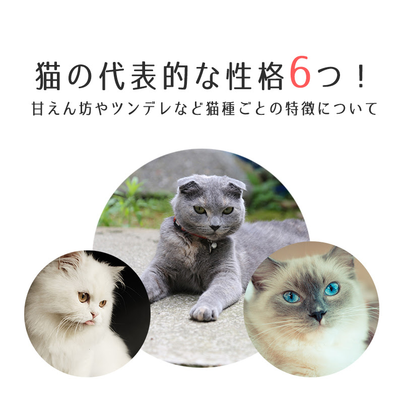 猫の代表的な性格6つ 甘えん坊やツンデレなど猫種ごとの特徴について