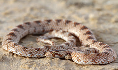 Leaf-nosed Snake(Lytorhynchus diadema) נחש חולו</p>
<div style='clear: both;'></div>
</div>
<div class='meta'>
<div class='post-footer-line post-footer-line-1'>
<div class='post-footer'>
<span class='post-comment-link'>
</span>
<span class='post-author vcard'>
</span>
</div>
<span class='post-icons'>
</span>
</div>
<div class='post-footer-line post-footer-line-2'>
<span class='post-labels'>
Label:
<a href='https://snakepicturesz.blogspot.com/search/label/Snake' rel='tag'>Snake</a>
</span>
</div>
<div class='post-footer-line post-footer-line-3'></div>
</div>
</div>
<div class='comments' id='comments'>
<a name='comments'></a>
<div id='backlinks-container'>
<div id='Blog1_backlinks-container'>
</div>
</div>
</div>
<!--Can't find substitution for tag [adEnd]-->
</div>
<div class='blog-pager' id='blog-pager'>
<span id='blog-pager-newer-link'>
<a class='blog-pager-newer-link' href='https://snakepicturesz.blogspot.com/2012/11/hoop-snake.html' id='Blog1_blog-pager-newer-link' title='Newer Post'>Newer Post</a>
</span>
<span id='blog-pager-older-link'>
<a class='blog-pager-older-link' href='https://snakepicturesz.blogspot.com/2012/11/eastern-racer-snake.html' id='Blog1_blog-pager-older-link' title='Older Post'>Older Post</a>
</span>
<a class='home-link' href='https://snakepicturesz.blogspot.com/'>Home</a>
</div>
<div class='clear'></div>
<div class='post-feeds'>
</div>
</div></div>
</div>
</div>
<!-- end content -->
<!-- start sidebar -->
<!-- start right sidebar -->
<div id='sidebar1'>
<div class='sidebar1 section' id='sidebar1'><div class='widget HTML' data-version='1' id='HTML2'>
<h2 class='title'>My Friend Blogger</h2>
<div class='widget-content'>
<ul>
<li><a href=