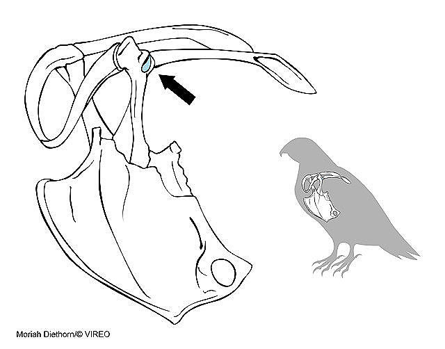Image result for bird glenoid fossa