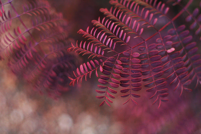 January 30, 2010: purple paradise