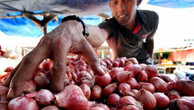 Ambon, Malukupost.com - Harga bawang merah maupun bawang putih yang ditawarkan para pedagang di dua pasar tradisional, kota Ambon, kini melonjak. Pantauan di lokasi pasar Mardika dan Batumerah, Senin (14/11), terlihat para pedagang mulai menaikan harga bawang merah hingga mencapai Rp48.000/kg dari sebelumnya Rp43.000/kg. Sedangkan, bawang putih naik dari Rp38.000 menjadi Rp41.000/kg. "Harga bawang sudah naik ditingkat agen yang selama memasok dari Surabaya. Jadi untuk tidak merugi para pedagang juga menaikan harga jual di pasar," kata pedagang pasar Mardika, Junaidi.