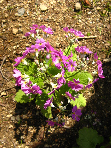 flowers 3_19_10