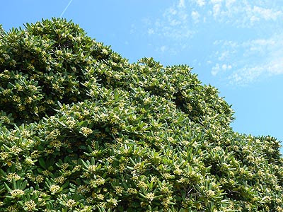 pittosporum.jpg