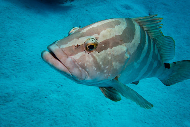 friendly grouper