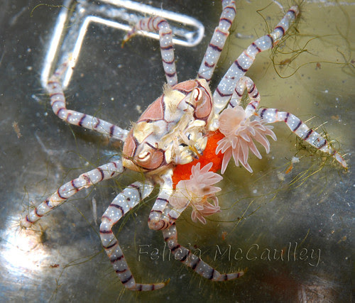 pom pom crab with eggs