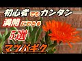 √画像をダウンロード マ��バギク オレンジ 育て方 142408-マツバギク オレンジ ��て方
