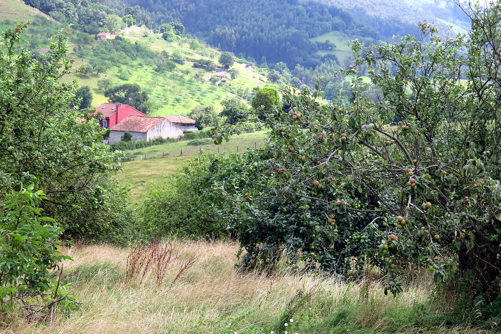 paisaje con manzanos