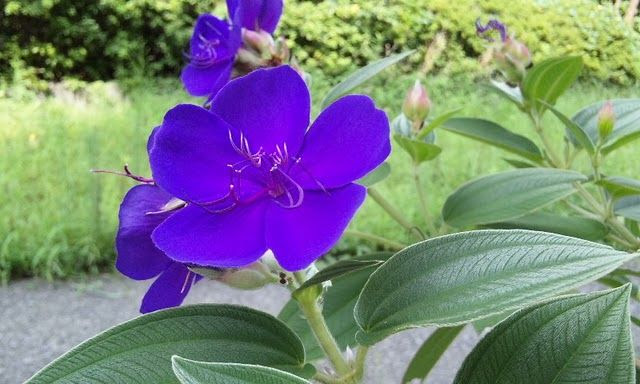 紫色の花の名前は 韓国風味と日本味噌が合体した 辛みそ