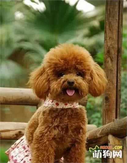 犬种介绍泰迪犬 萌宠不逗比 萌狗网