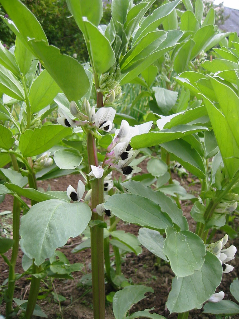 broad bean red epicure
