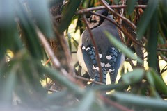 blue jay in the bush