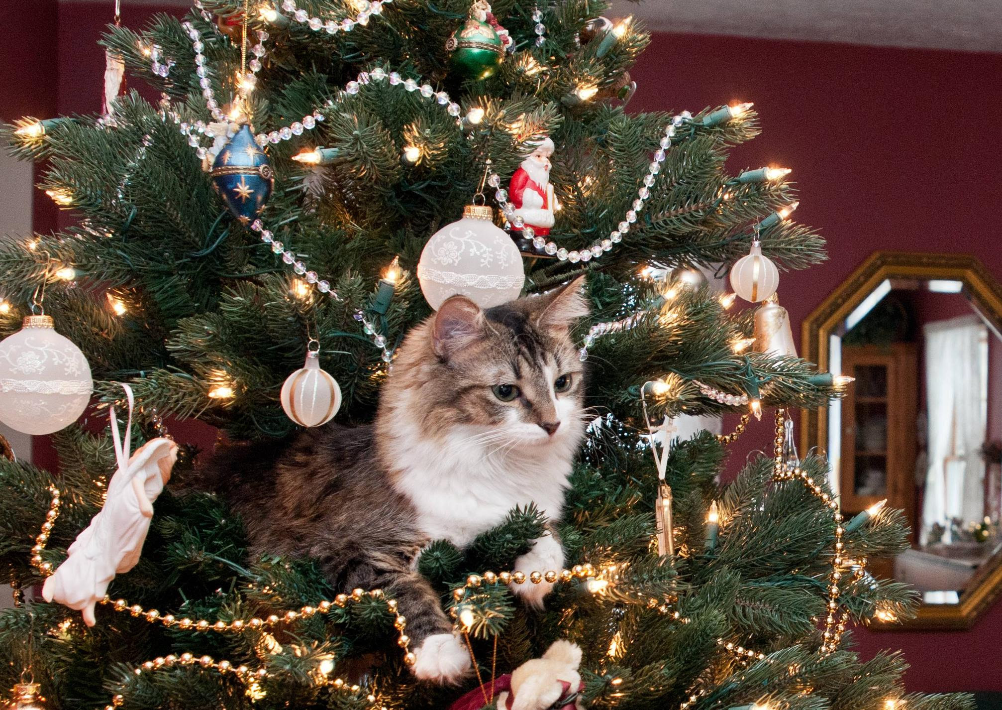 Image result for cats playing with christmas ornaments