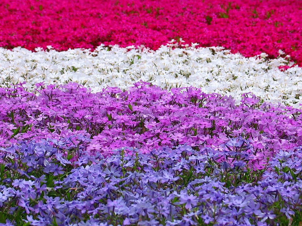 芝桜 シバザクラ の壁紙 花の無料壁紙写真 花の無料写真素材 四季の花の写真集