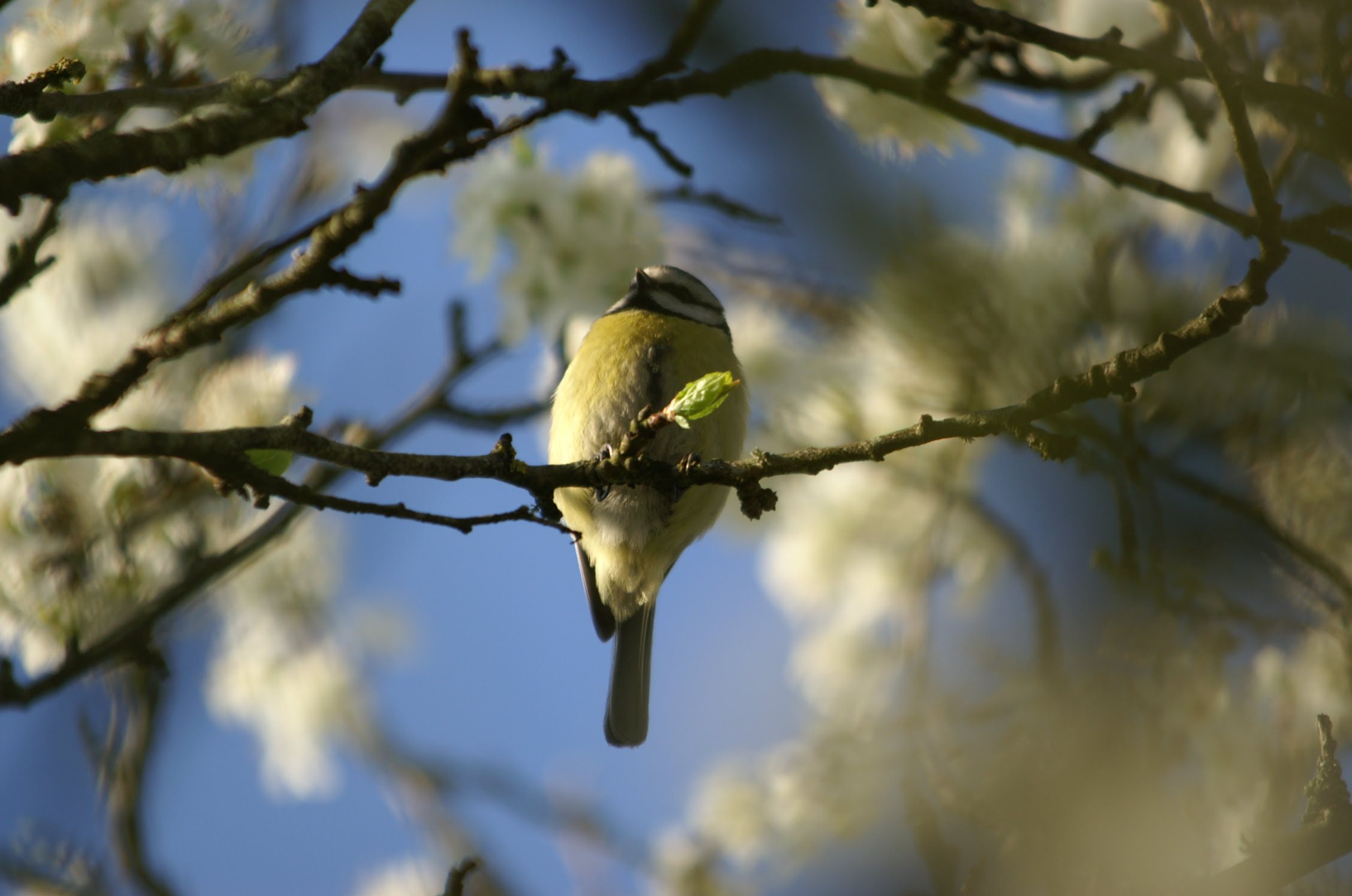 Jardinage : accueillez le printemps comme il se doit
